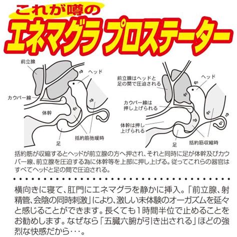 アナル エネマグラ|エネマグラとは？使い方とドライオーガズム